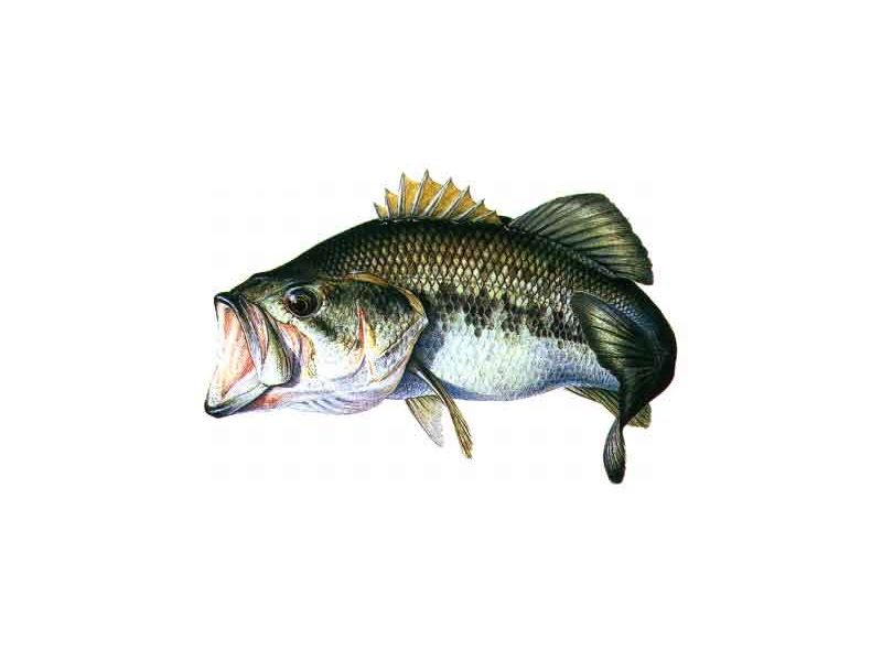 Pesca del Black-Bass