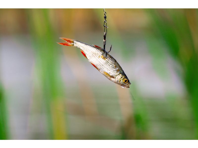 Pesca col vivo in acqua dolce e mare