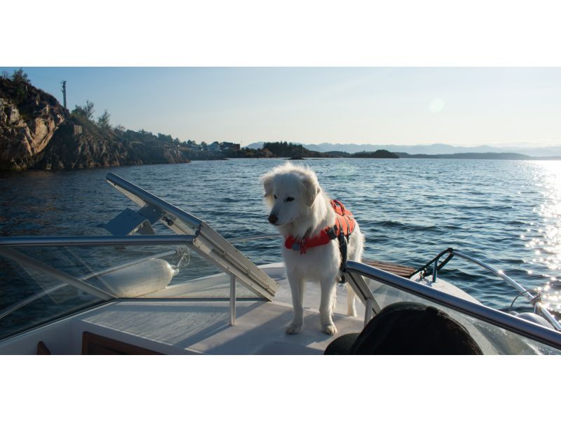 Qual è il miglior giubbotto salvagente per cane?