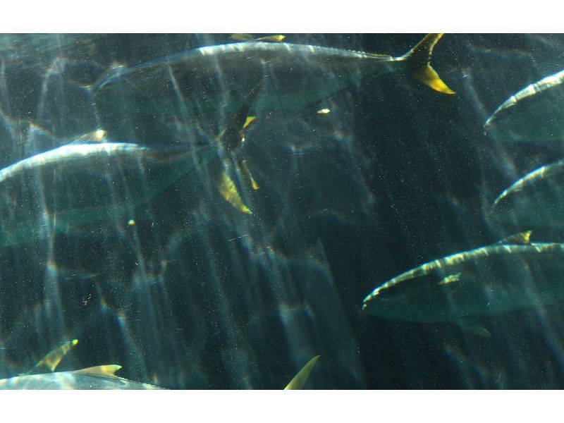 La pêche au broumé