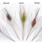 JMC Sbavato naturale Peacock Eye Quill