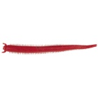 Esca Artificiale Morbida Berkley Gulp! Fat Sandworm 10 cm - Confezione da 10 - Belly Red Shrimp
