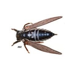 Esca Jackson Namazemi