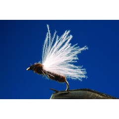 Set di 2 mosche della formica nera