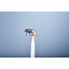 JMC Earth Fly JMC Bee H10