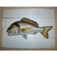 Scultura reale di orata su telaio