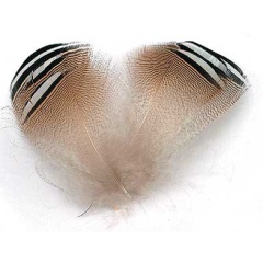 Piume JMC Anatra di legno