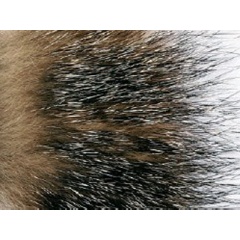 JMC Capelli JMC Red Fox