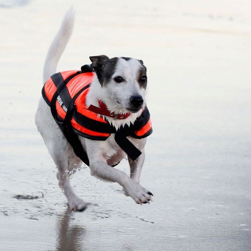 giubbotto cane Aquarius giubbotto salvagente cane Aquarius