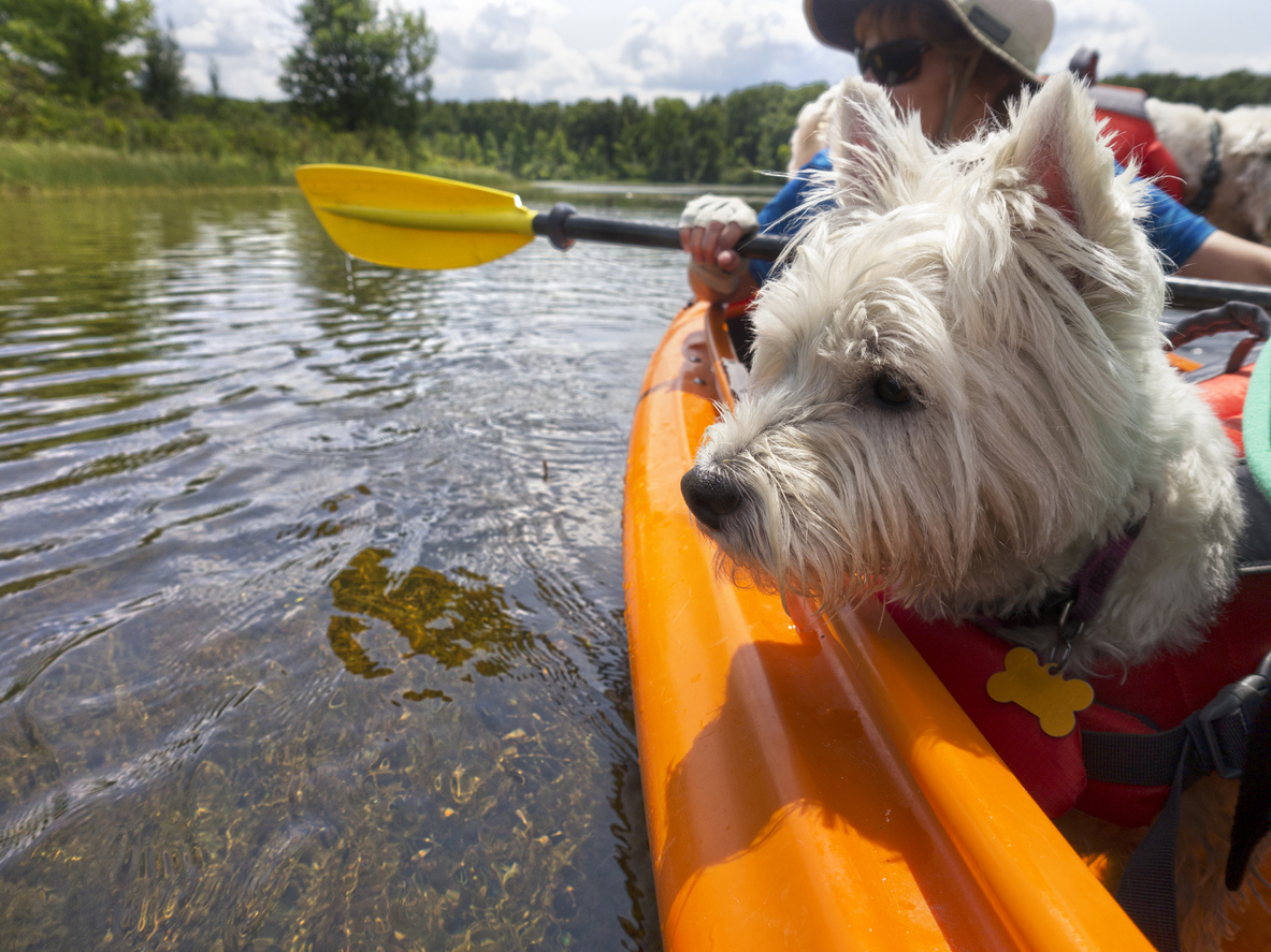 giubbotto salvataggio per cane Kayak Cane in kayak giubbotto salvagente