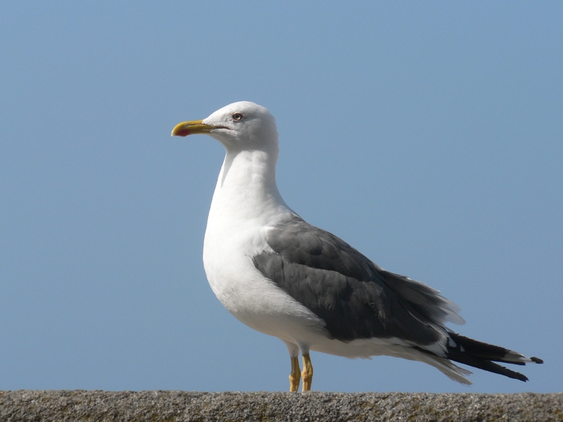gabbiano superstizione mare gabbiano superstizione mare