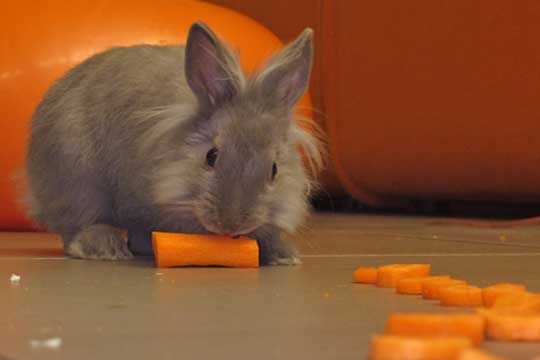 coniglio superstizione mare coniglio superstizione mare