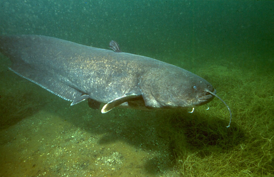 Silurus Glanis Pesca siluro