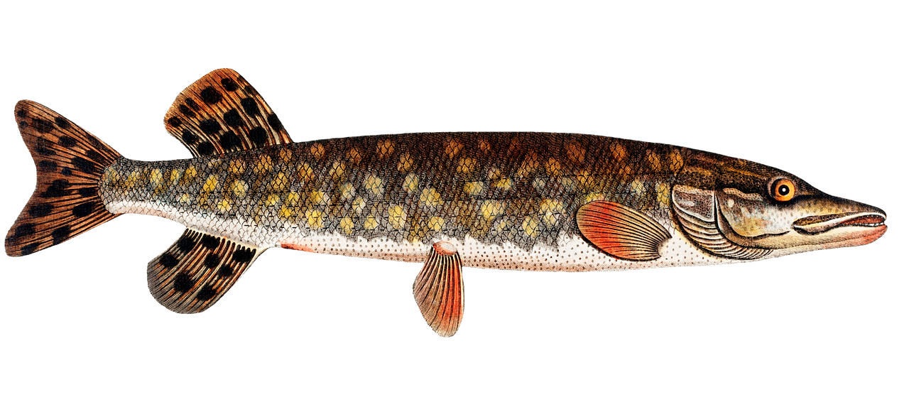 Pescare il luccio Disegno del luccio