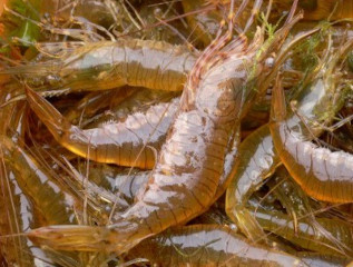 esche da pesca per kayak da mare