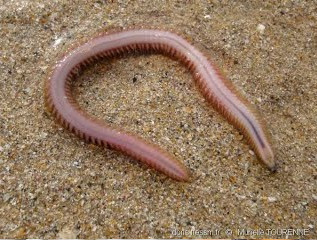 esche da pesca per kayak da mare