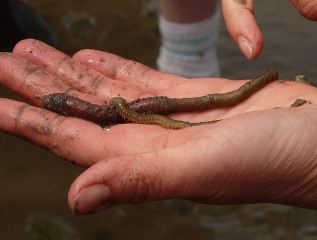 esche da pesca per kayak da mare
