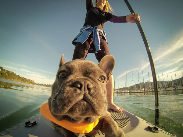 chien-stand-up-paddle