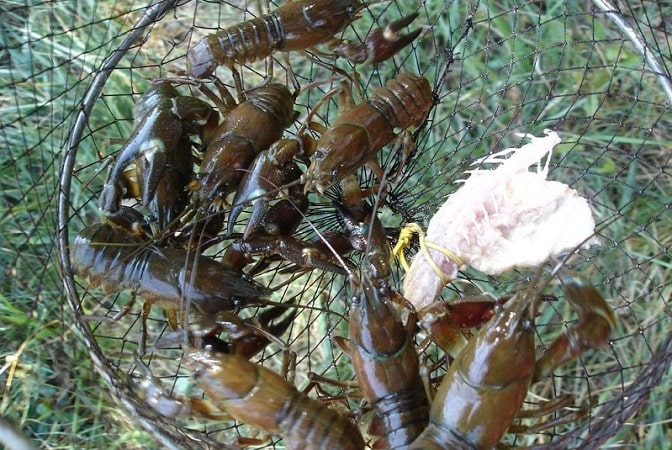 squame di gamberi di fiume scaglie di gambero