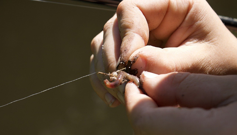 Amo da pesca per esche