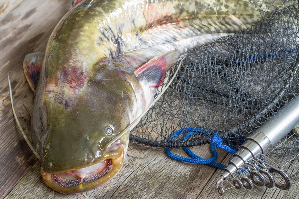 Pesca ai predatori: siluro Pesca ai predatori ai Pesca ai predatori: siluro