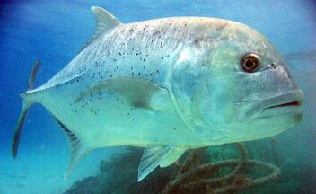 pesca esotica
